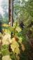 14 10 2017 vendanges palo 4