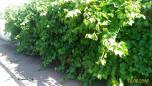 Baco mantes la ville 3