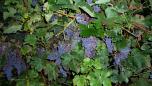 Cabernet 12 10 2016 5
