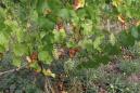 Follainville 4