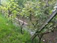 Inondations vetheuil 1