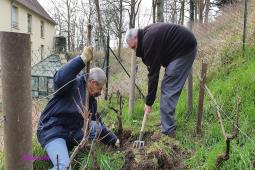 Plantations pour clos