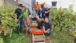 Vendanges auxerrois photo cvm 18