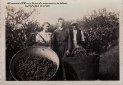 Vendanges
